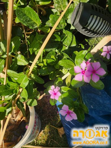 עציץ מגלריה