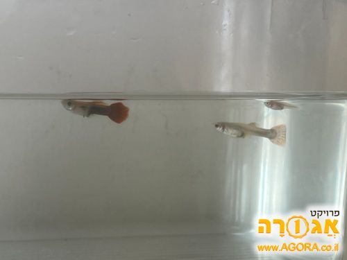 דגים+אקווריום+אוכל