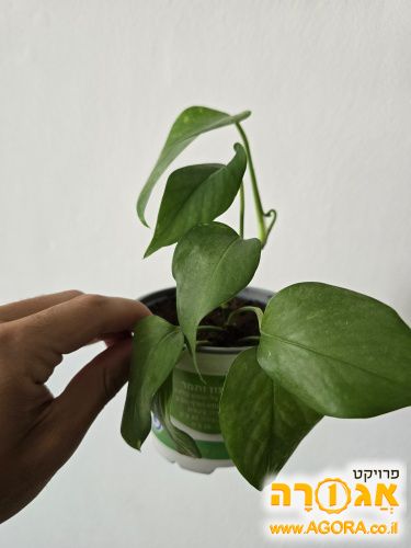 עציץ