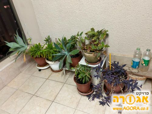 עציצים