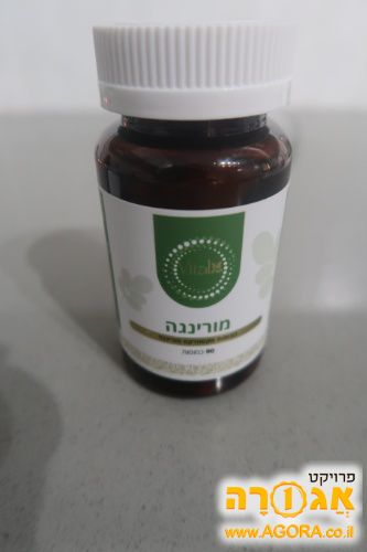 מורינגה