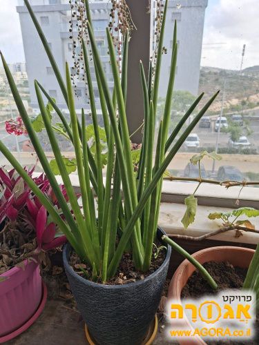 צמחי בית