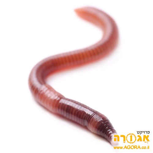 תולעים אדומות