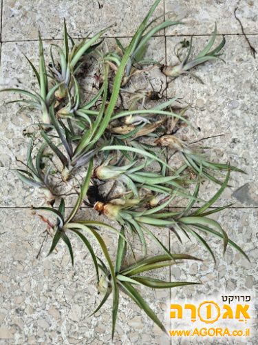 חוטרים (ייחורים) של אננס
