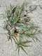 חוטרים (ייחורים) של אננס