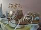 Converse Allstars shoes 42