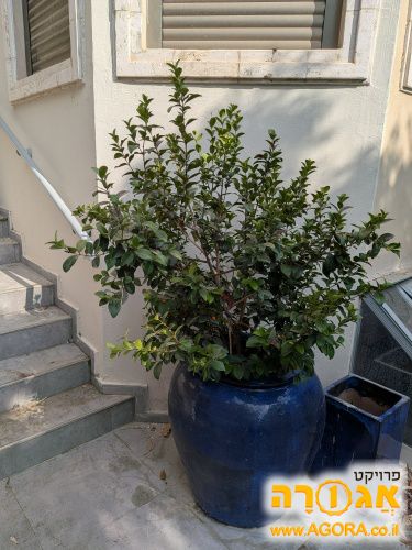 שיח דובדבן סידר ביי בן 6