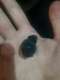 אוזניה