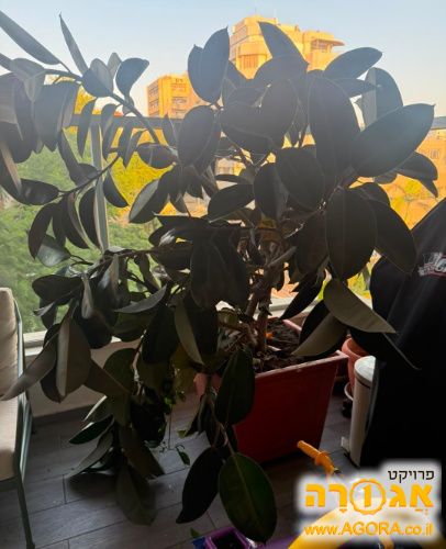 עציץ פיקוס גדול