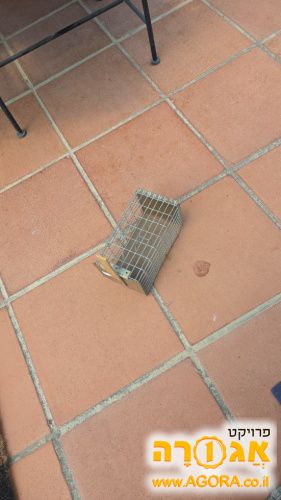 מלכודת עכברים