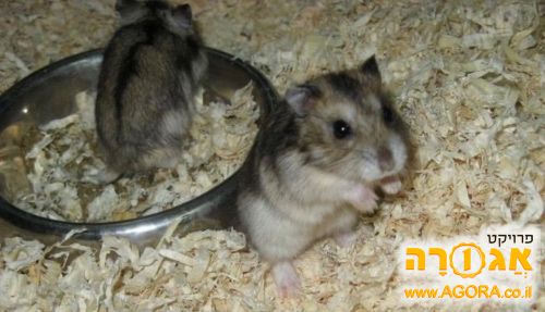 אוגר