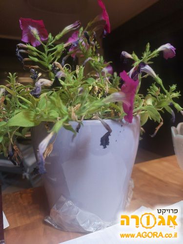 עציץ
