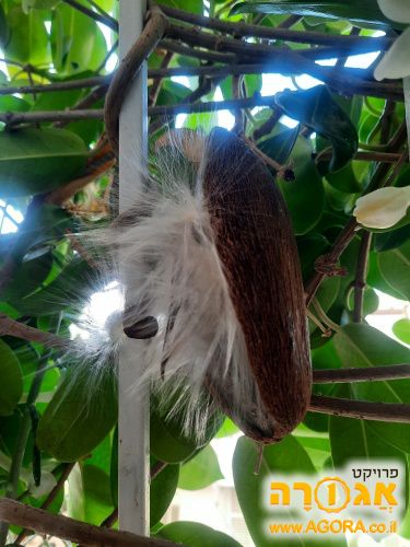 זרעים של יסמין