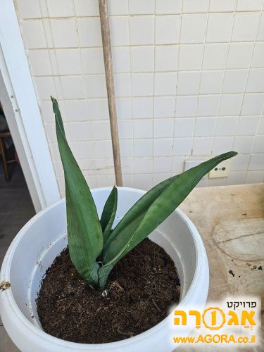 שתיל