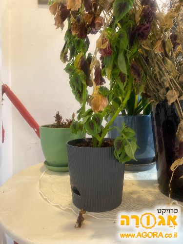 עציץ