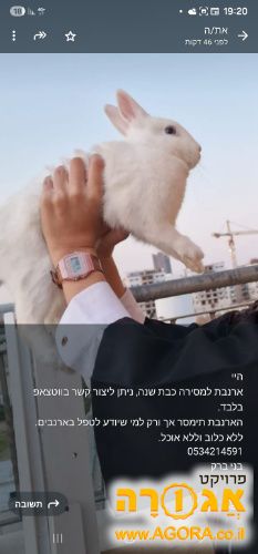 ארנבת