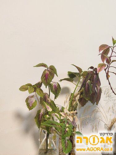 יחור של קולאוס