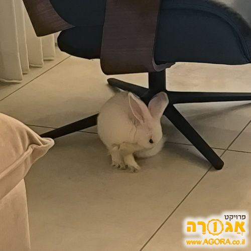 ארנב