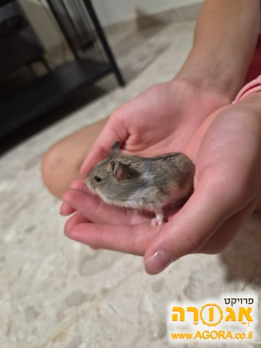 אוגר סיבירי
