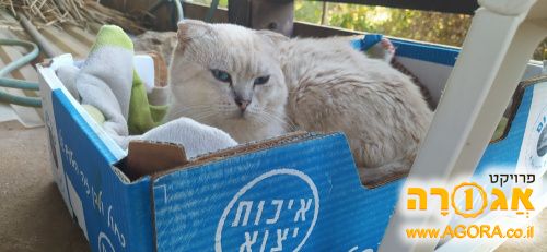 חתול