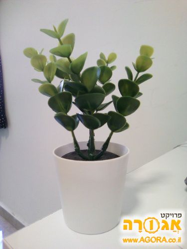 עציץ פלסטיק