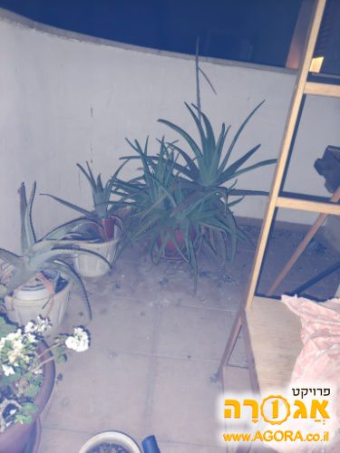עציץ אלוירה