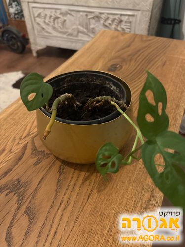עציץ