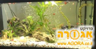 אקווריום 90 ליטר