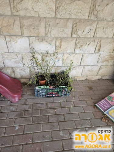 עצינוני נענע