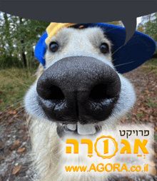 כלב