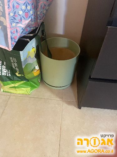 אדנית גדולה