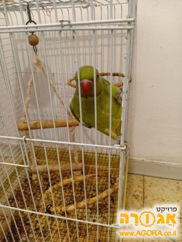 תוכי