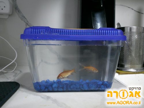 דגי זהב