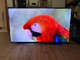 LG CX 55