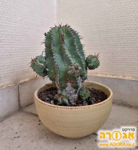 קקטוס