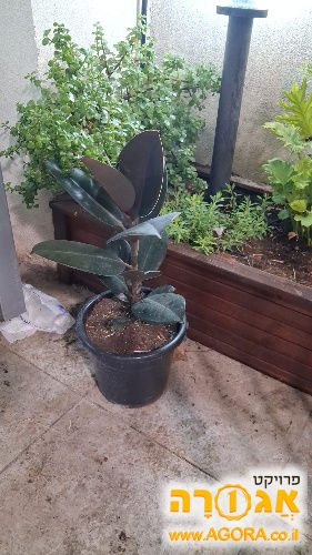 עציץ