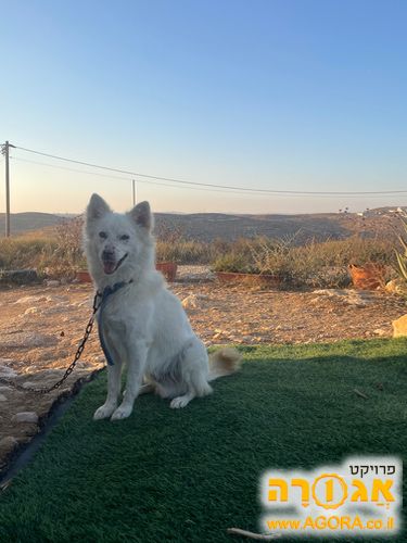 כלב שפיץ יפני מאולף