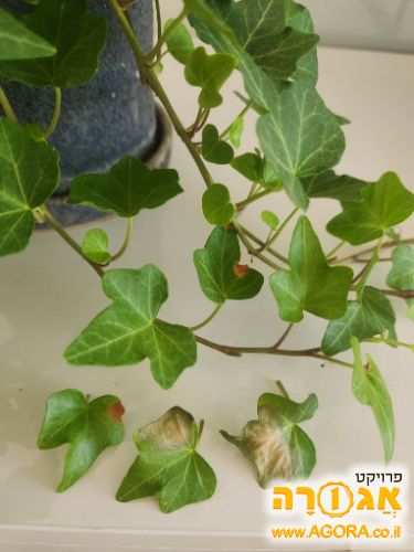 עציץ קיסוס אנגלי