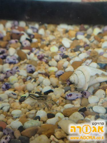 בלוסטר