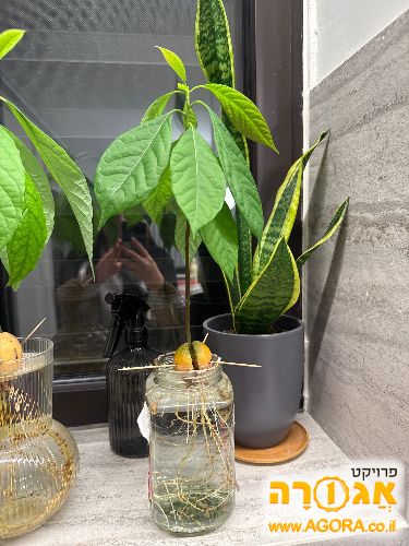 אבוקדו מושרש