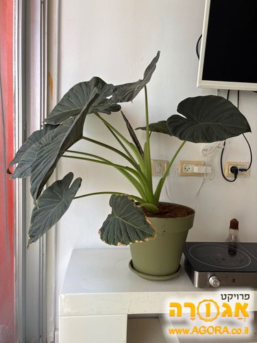 עציץ