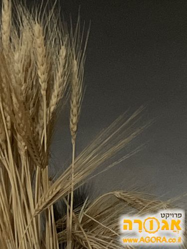 שיבולים