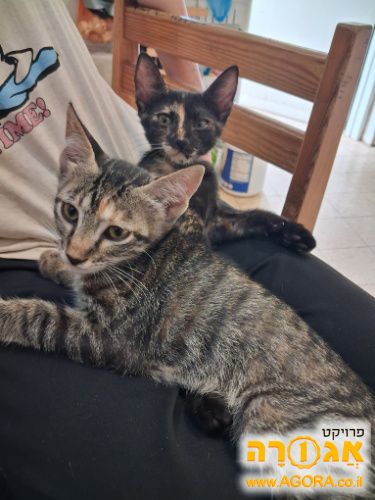 שלוש גורות חתולה מקסימות