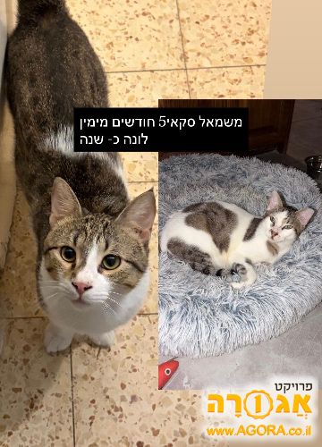 חתולים