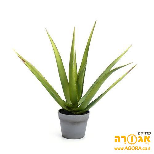 צמח אלוורה אוריגינל די גדול ללא כד