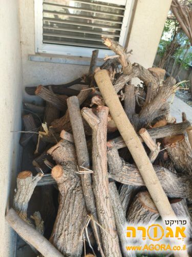 עצים