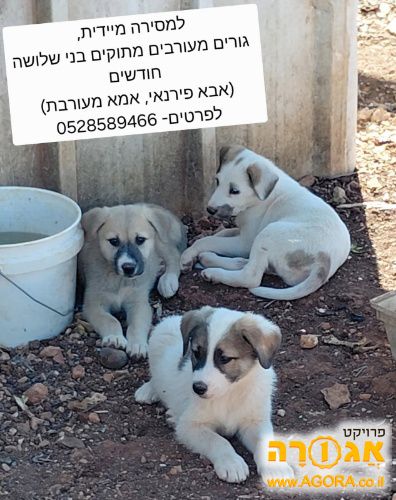 כלבים