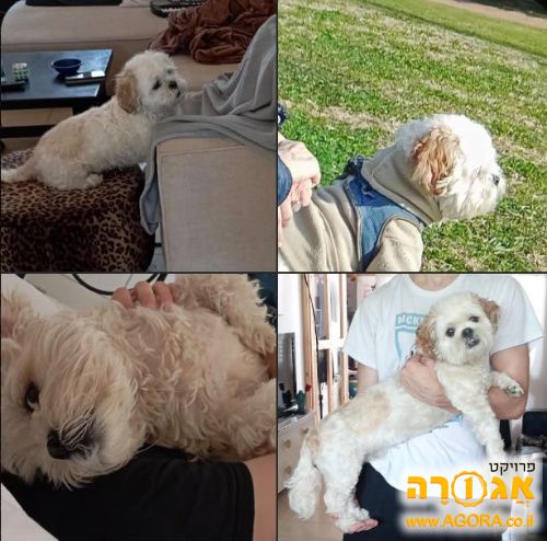 כלב שיצו בוגר