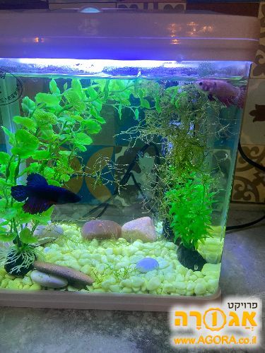 אקווריום, דג קרב זכר ודגת קרב