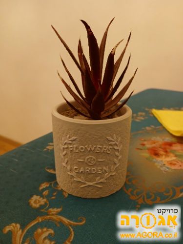 עציץ ביתי